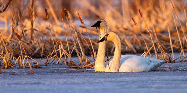 Swans Frozen Potter Marsh by James Dorondo